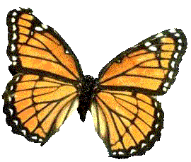 Metamorfosis